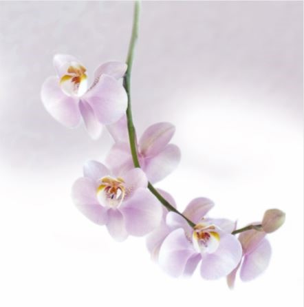 Overlijden Mevr.Martens